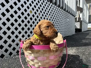 Goldendoodle dogs Goldendoodle Female - Lime Green - Ad 41