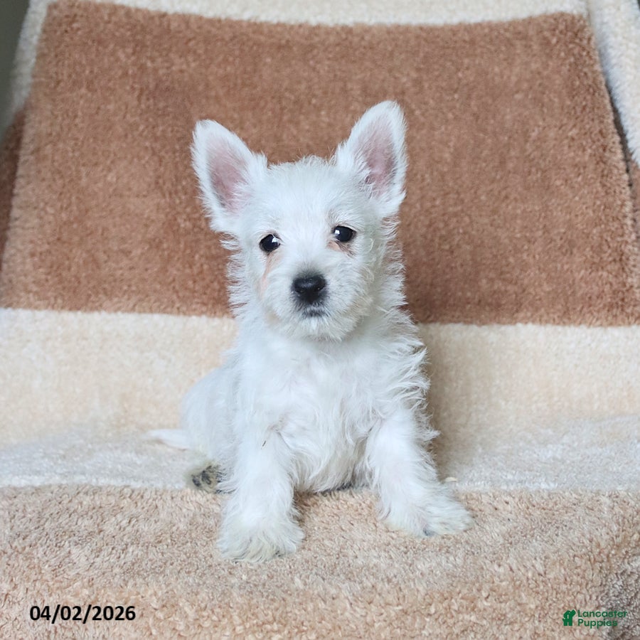 West Highland Terrier dogs Winston - Ad 2