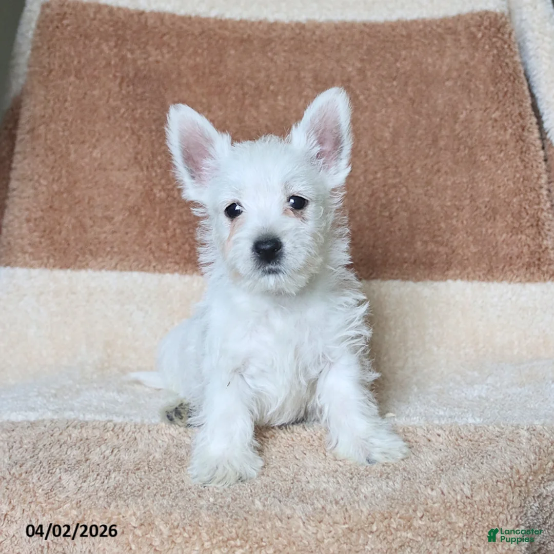 West Highland Terrier dogs for sale: Winston - Ad 2