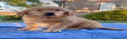 Golden Retriever dogs for sale: Nadia - Ad 4