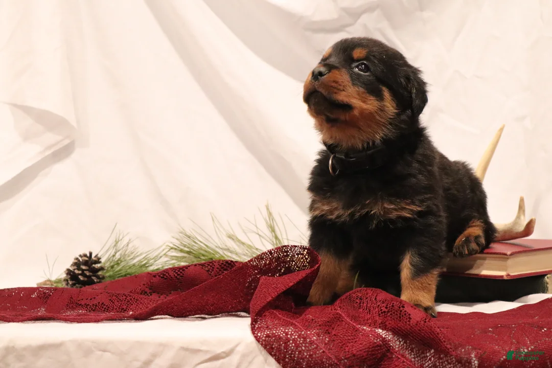 Rottweiler dogs for sale: Argus - Ad 5