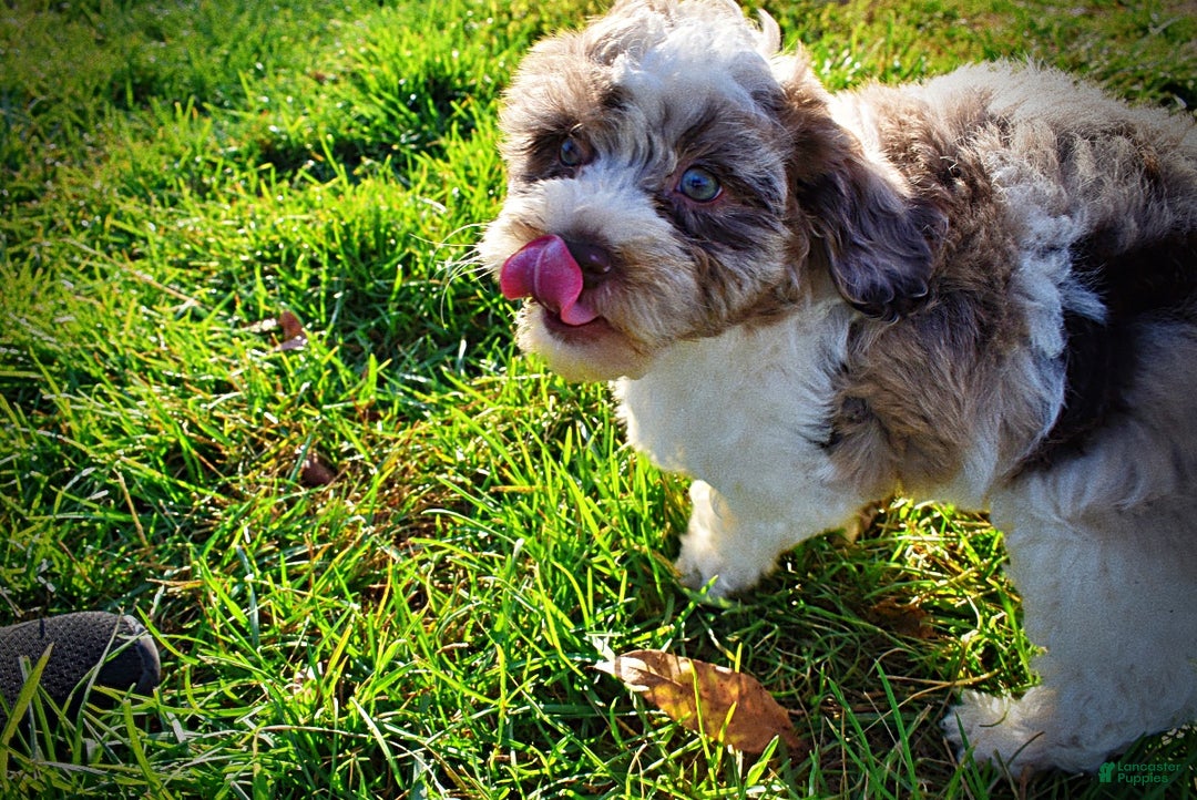 Havapoo dogs for sale: Pixie - Ad 11