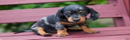 Miniature Dachshund dogs for sale:  Tilly 🎀 - Ad 18