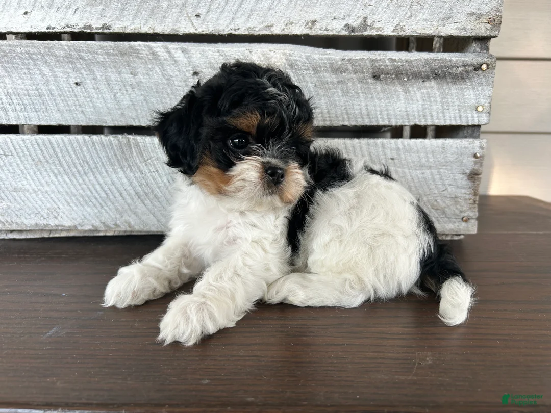 Shihpoo dogs for sale: Maggie - Ad 2