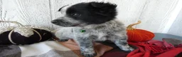 Australian Cattle Dog dogs for sale: Australian Cattle Dog 5 Busco` - Ad 4