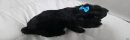 Yorkiepoo dogs for sale: Yorkiepoo 2 Yellow Collar - Ad 16