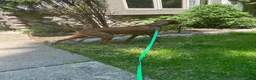 Vizsla dogs for sale: Vizsla 3 - Ad 2