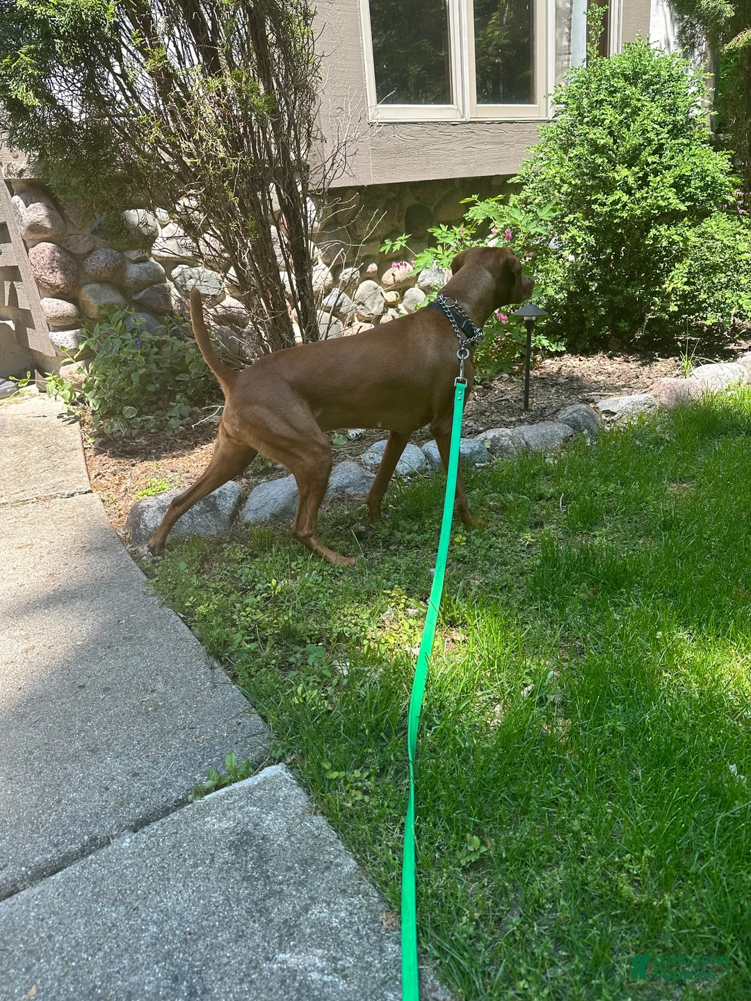 Vizsla dogs for sale: Vizsla 3 - Ad 2