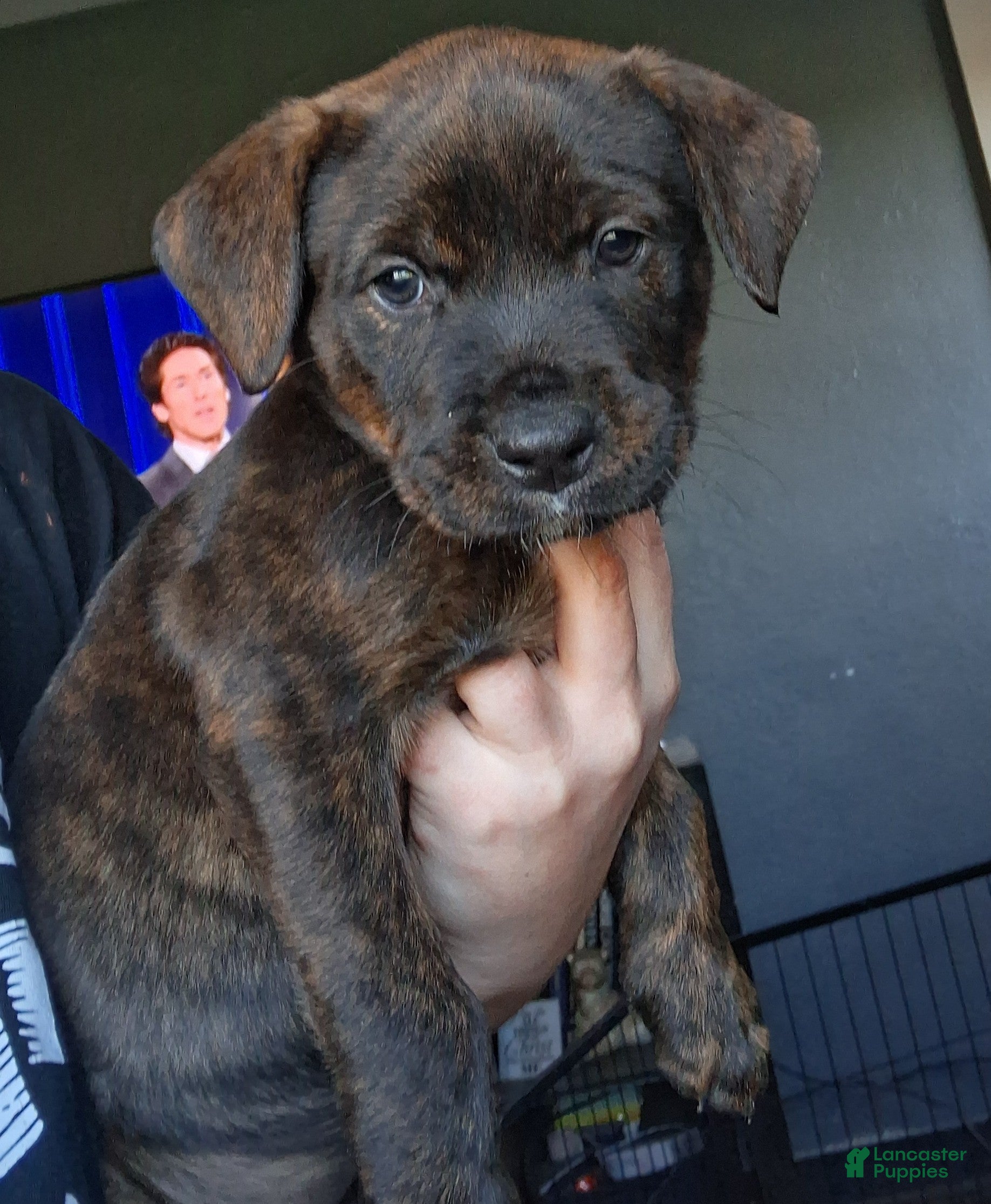 Mixed Breed dogs Rebel - Ad 1