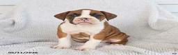 Boxer dogs for sale: Raina - Ad 5