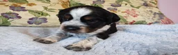 English Springer Spaniel dogs for sale: Jo - Ad 2