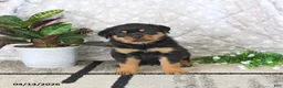 Rottweiler dogs for sale: Atlas - Ad 3