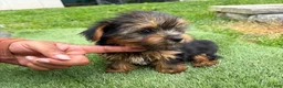 Yorkshire Terrier dogs for sale: Yorkshire Terrier Luna - Ad 3