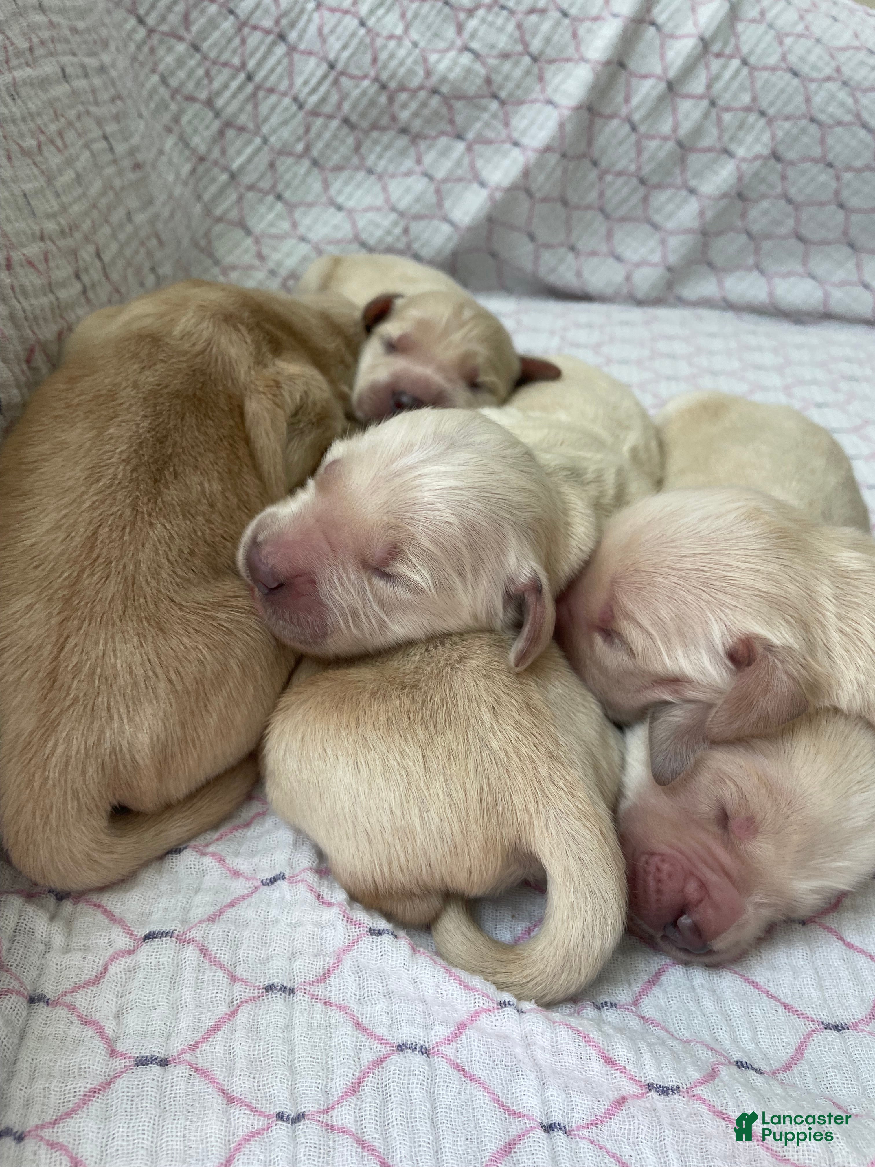 Golden Retriever dogs Golden Retriever/English Cream Female  - Ad 29