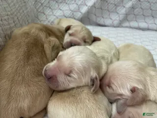 Golden Retriever dogs Golden Retriever/English Cream Female - Ad 29