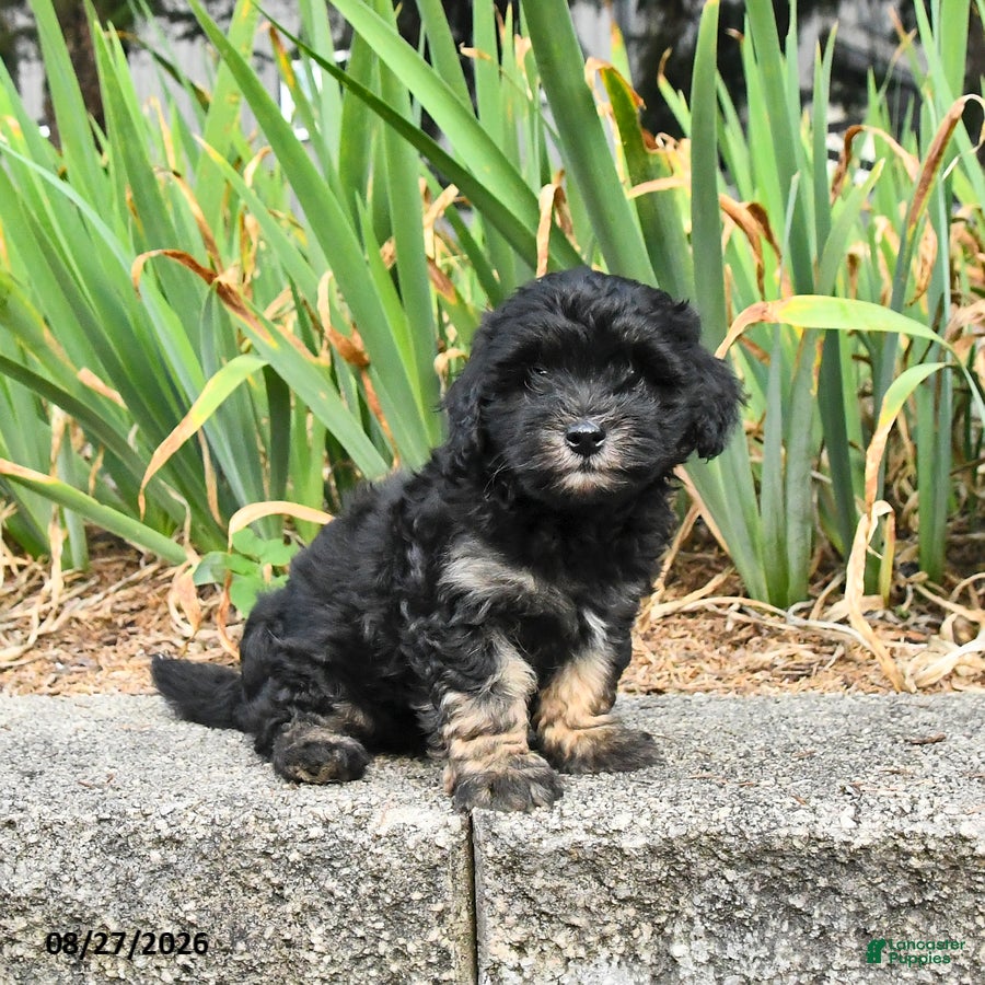 Havapoo dogs Leo - Ad 2