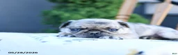 Pug dogs for sale: Lucy - Ad 5