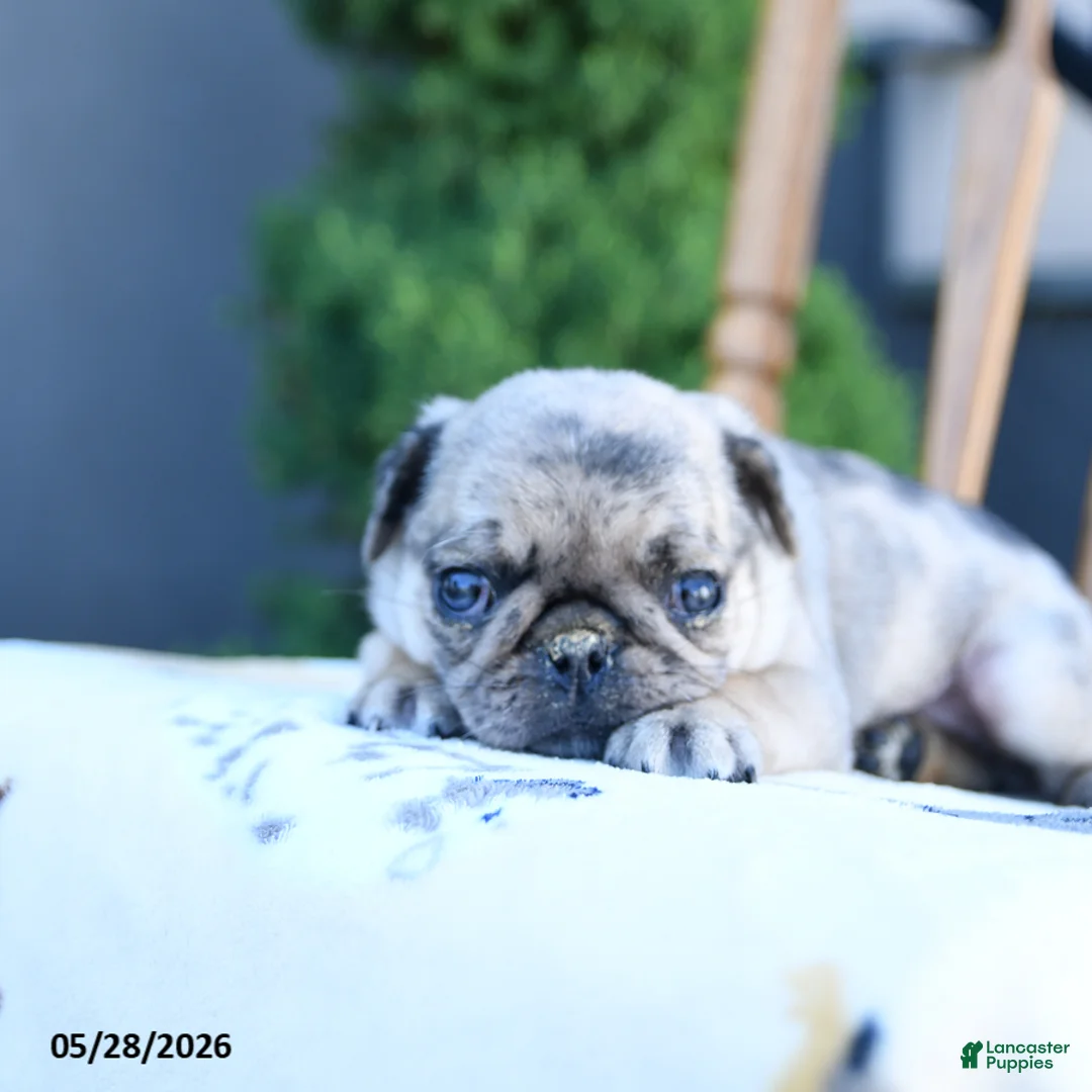 Pug dogs for sale: Lucy - Ad 5