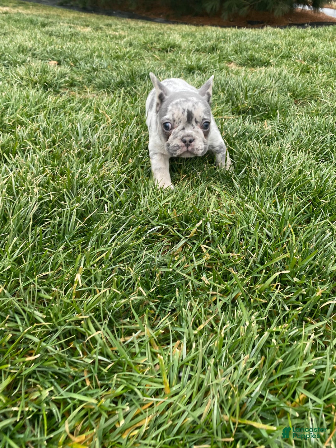 French Bulldog dogs for sale: Sammy - Ad 3