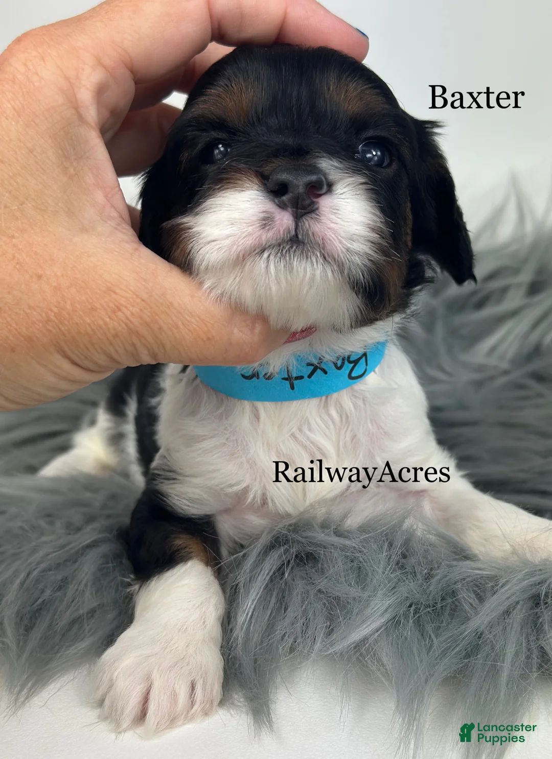 Cavapoo dogs for sale: Baxter - Ad 2