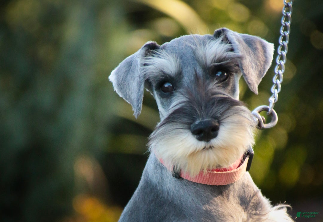 Miniature Schnauzer dogs Quartz Miniature Schnauzer (crate and leash Trained) - Ad 2
