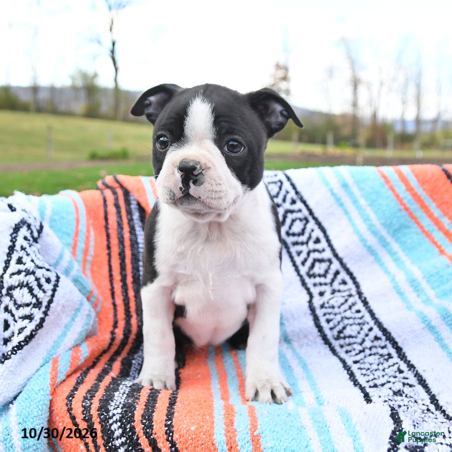 Boston Terrier dogs for sale: Nora - Ad 1