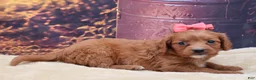 Mixed Breed dogs for sale: Ruby - Ad 2