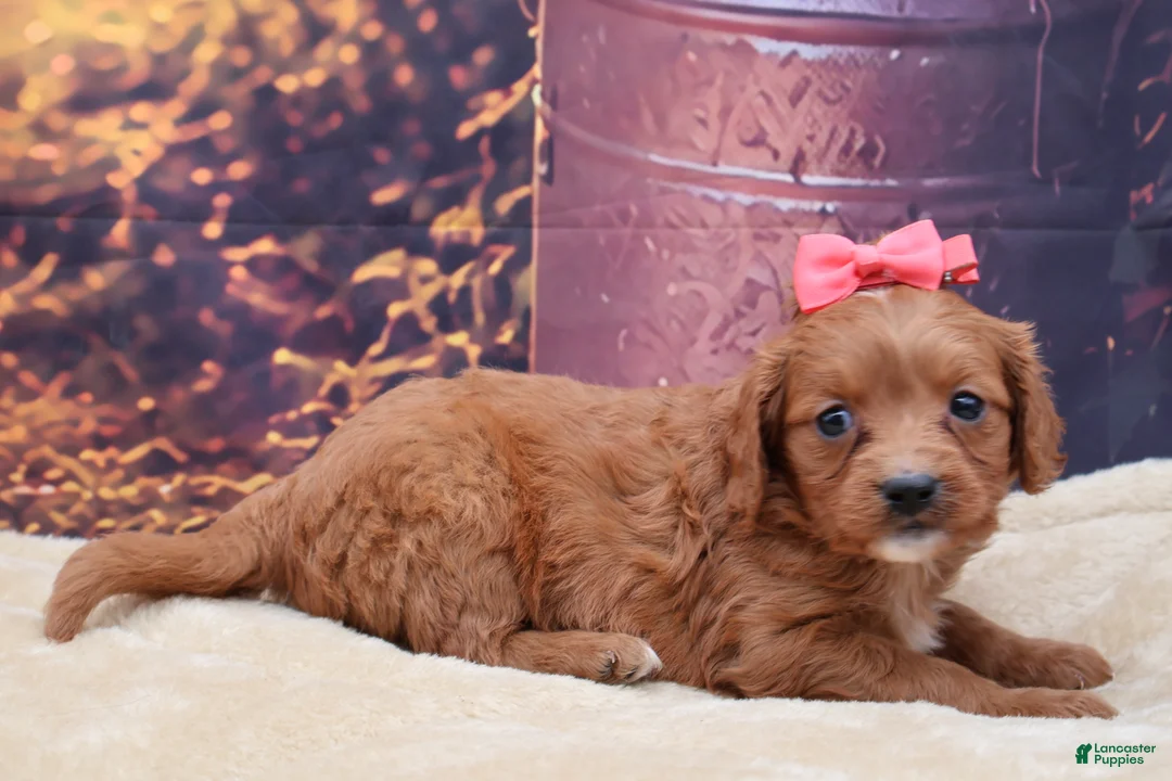 Mixed Breed dogs for sale: Ruby - Ad 2
