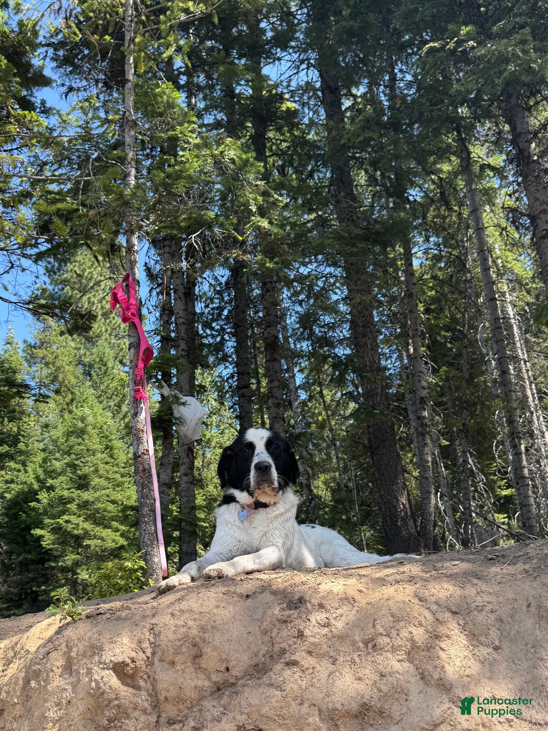 Mixed Breed dogs for sale: Mixed Breed Puppy 9 - Ad 4