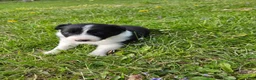 Border Collie dogs for sale: Daisy - Ad 3