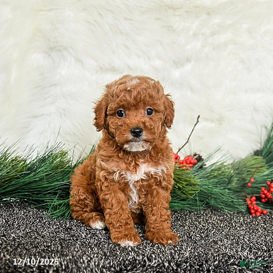 Toy Poodle dogs for sale: Noel - Ad 2
