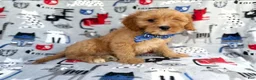 Cavapoo dogs for sale: Conner - Ad 4