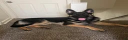 German Shepherd dogs for sale: German Shepherd 1 - Ad 1