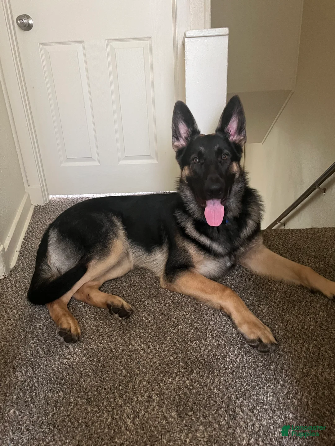 German Shepherd dogs for sale: German Shepherd 1 - Ad 1