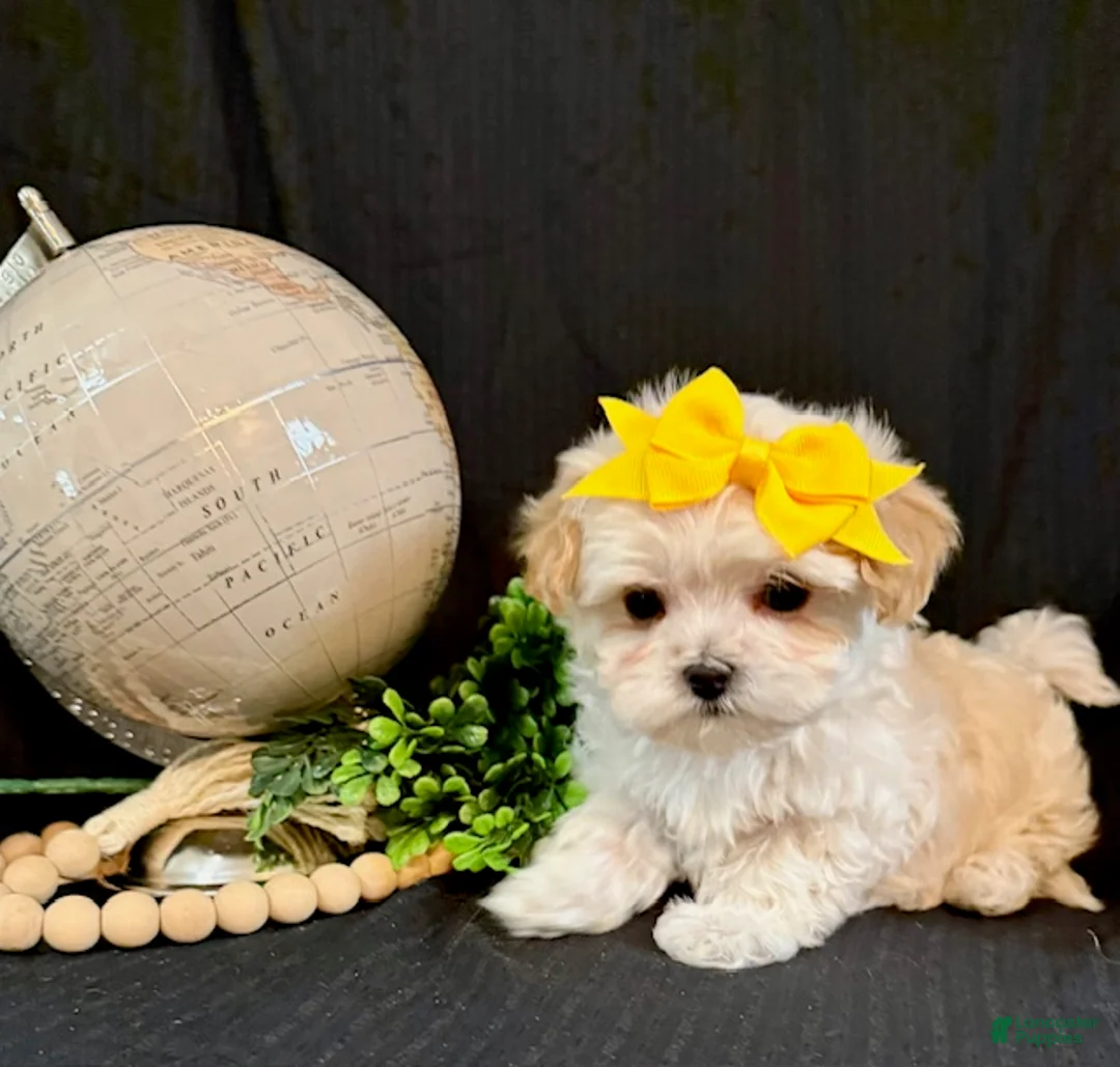 Lhasapoo dogs for sale: Hailey - Ad 2