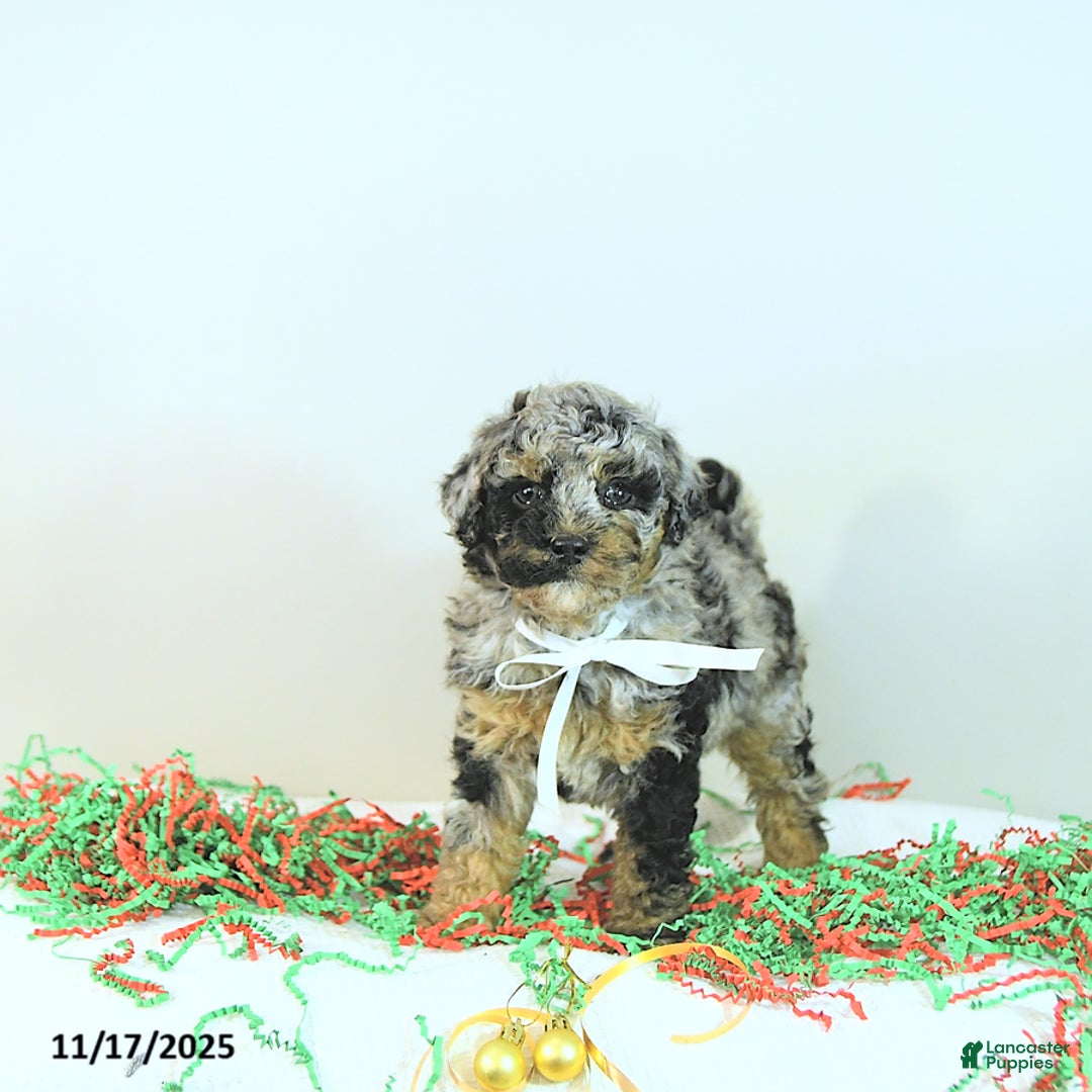Miniature Poodle dogs for sale: Andy - Ad 6