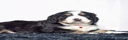 Bernedoodle dogs for sale: Mr. Sailor - Ad 2
