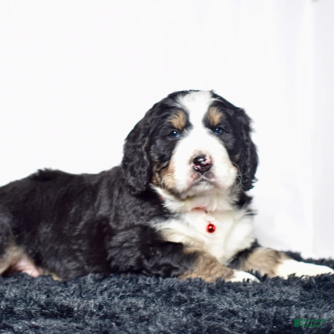 Bernedoodle dogs for sale: Mr. Sailor - Ad 2