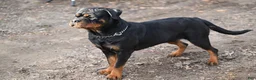 Rottweiler dogs for sale: Churro - Ad 3