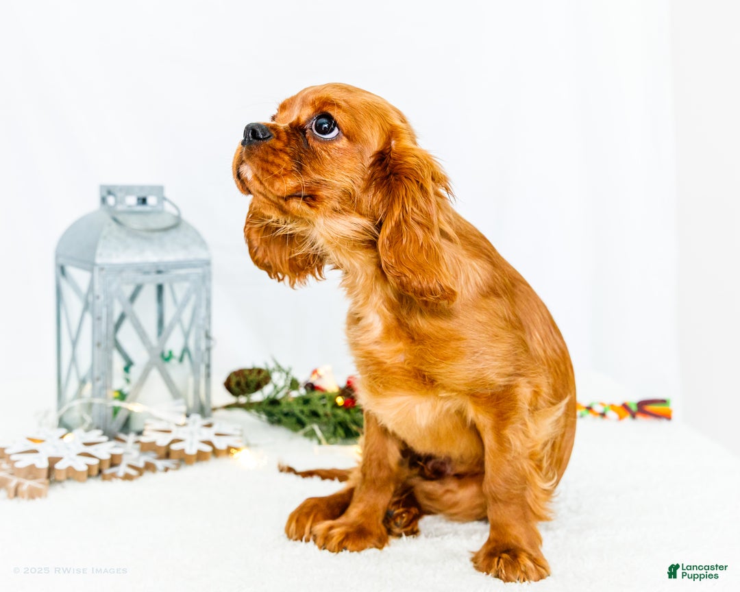 Cavalier King Charles Spaniel dogs for sale: Gingersnap - Ad 4