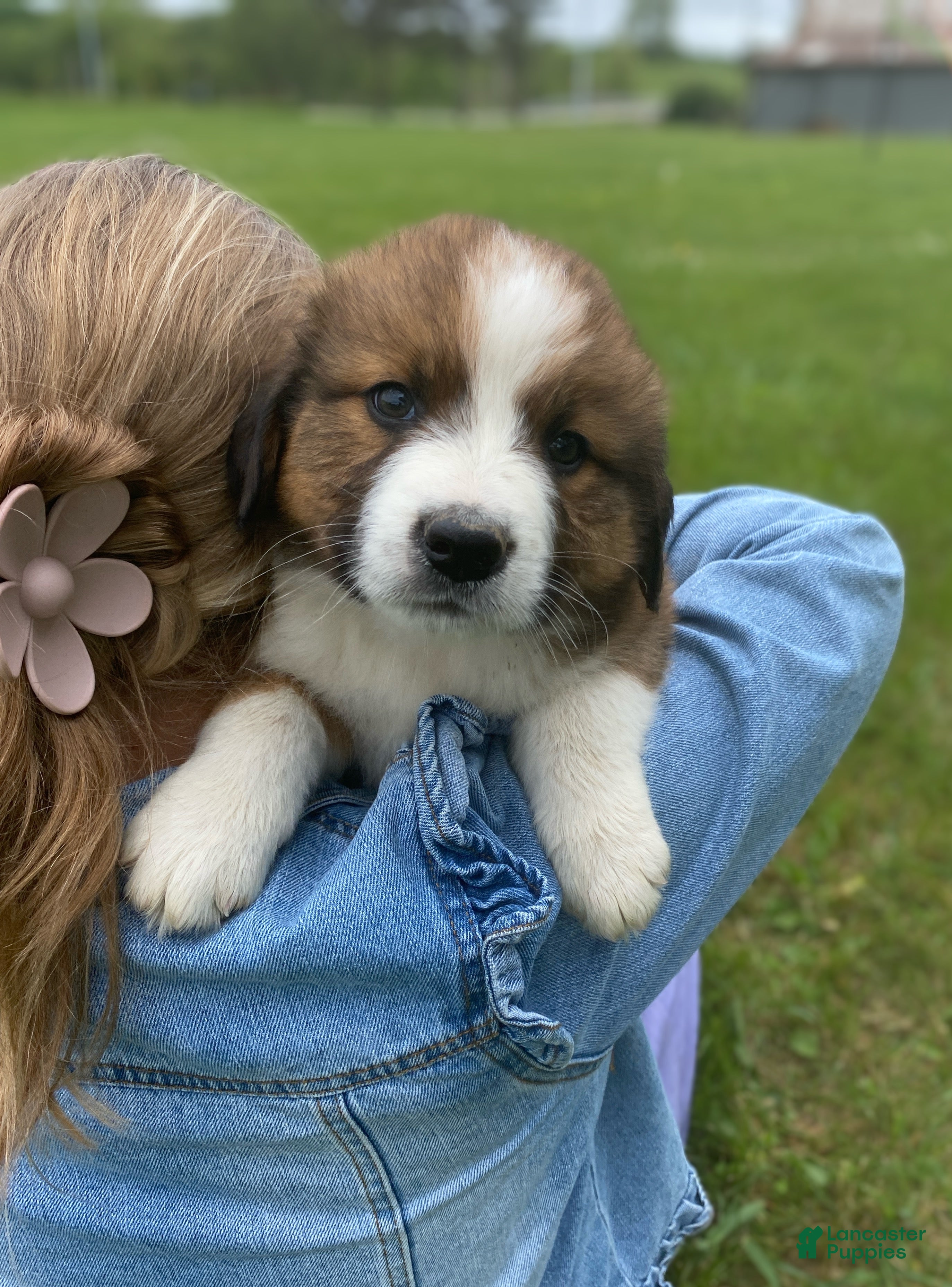 Mixed Breed dogs for sale: ♥️BABY BEAR♥️ - Ad 39