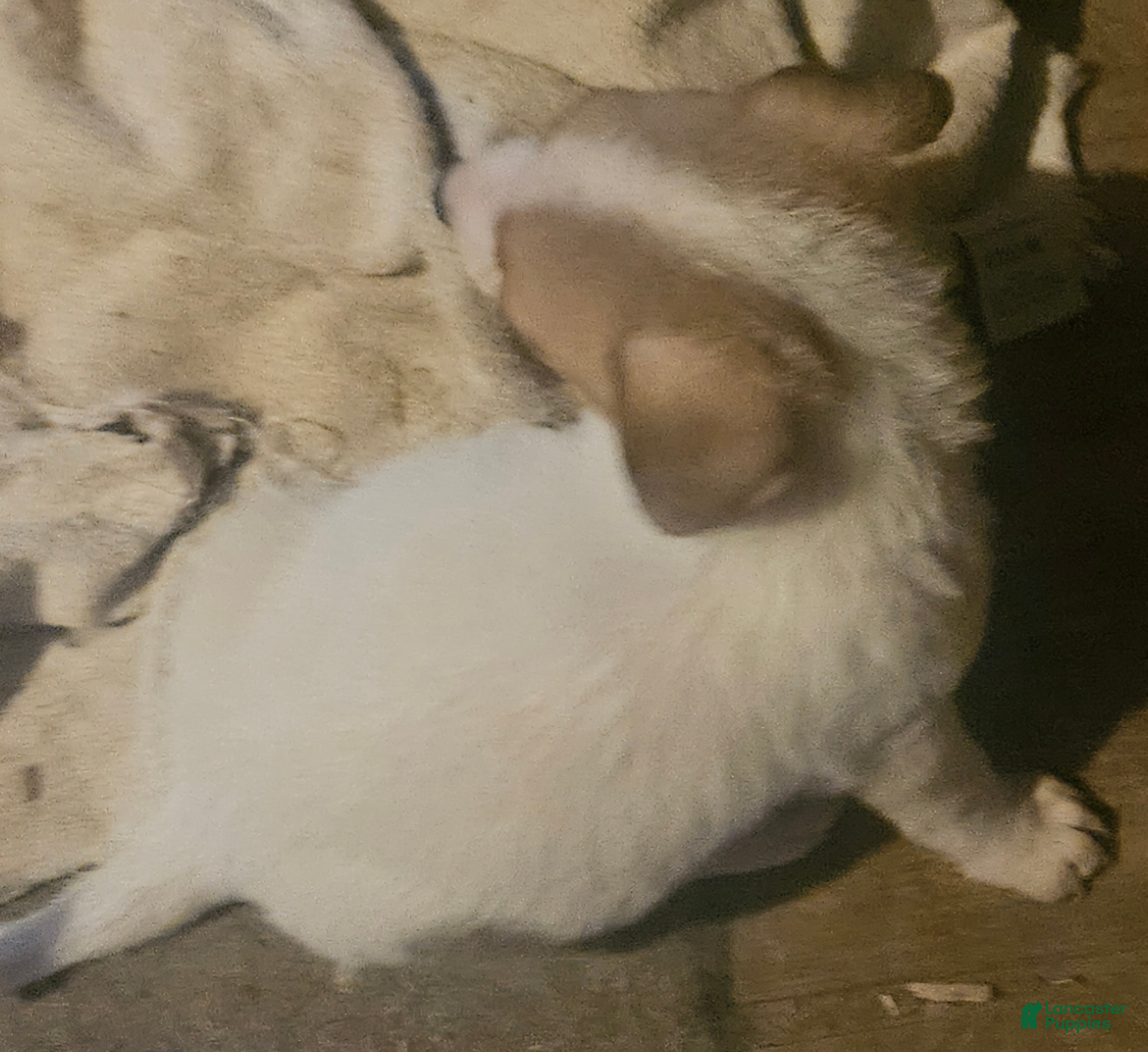 Chihuahua dogs Charley (T-Cup, Call-Text) - Ad 30
