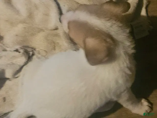 Chihuahua dogs Charley (T-Cup, Call-Text) - Ad 30