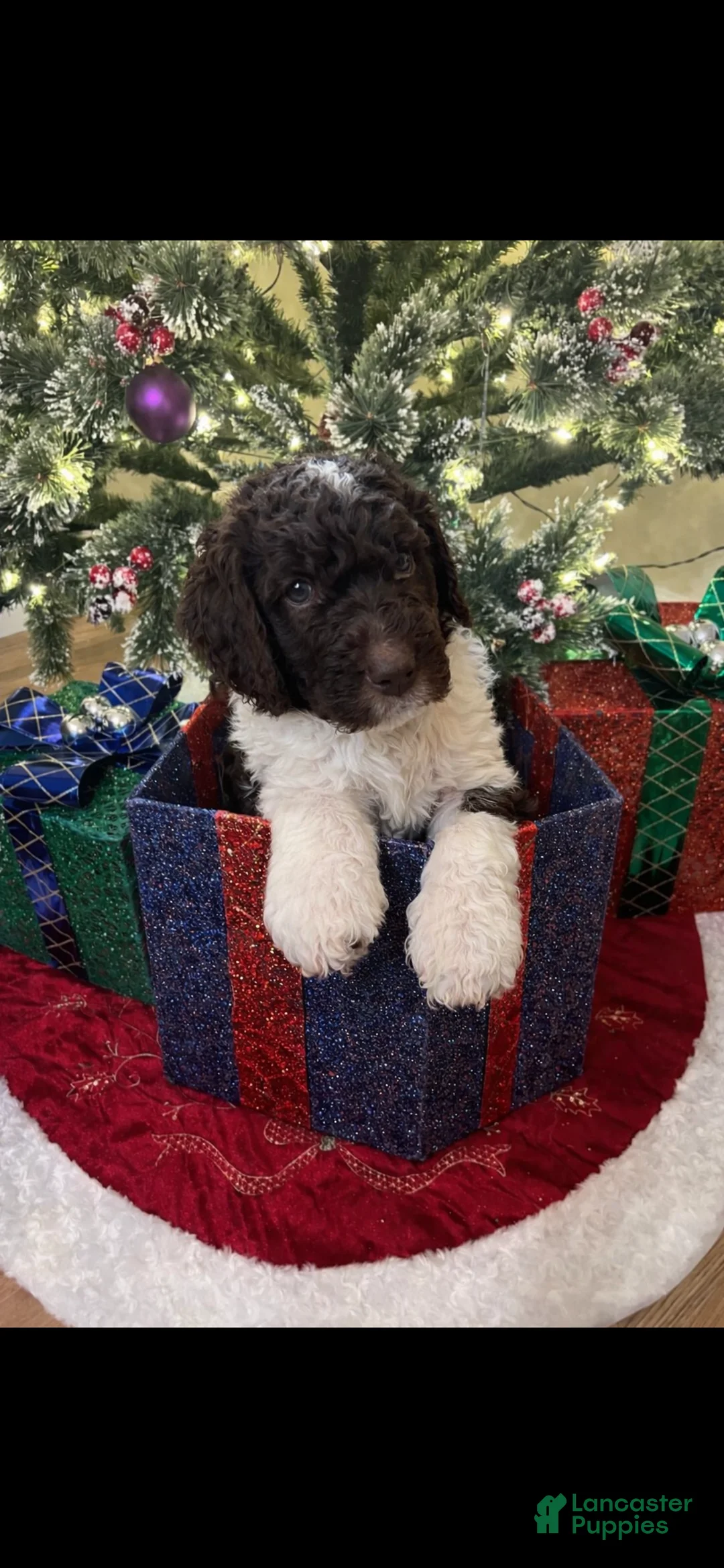 Double Doodle dogs for sale: Prancer - Ad 3