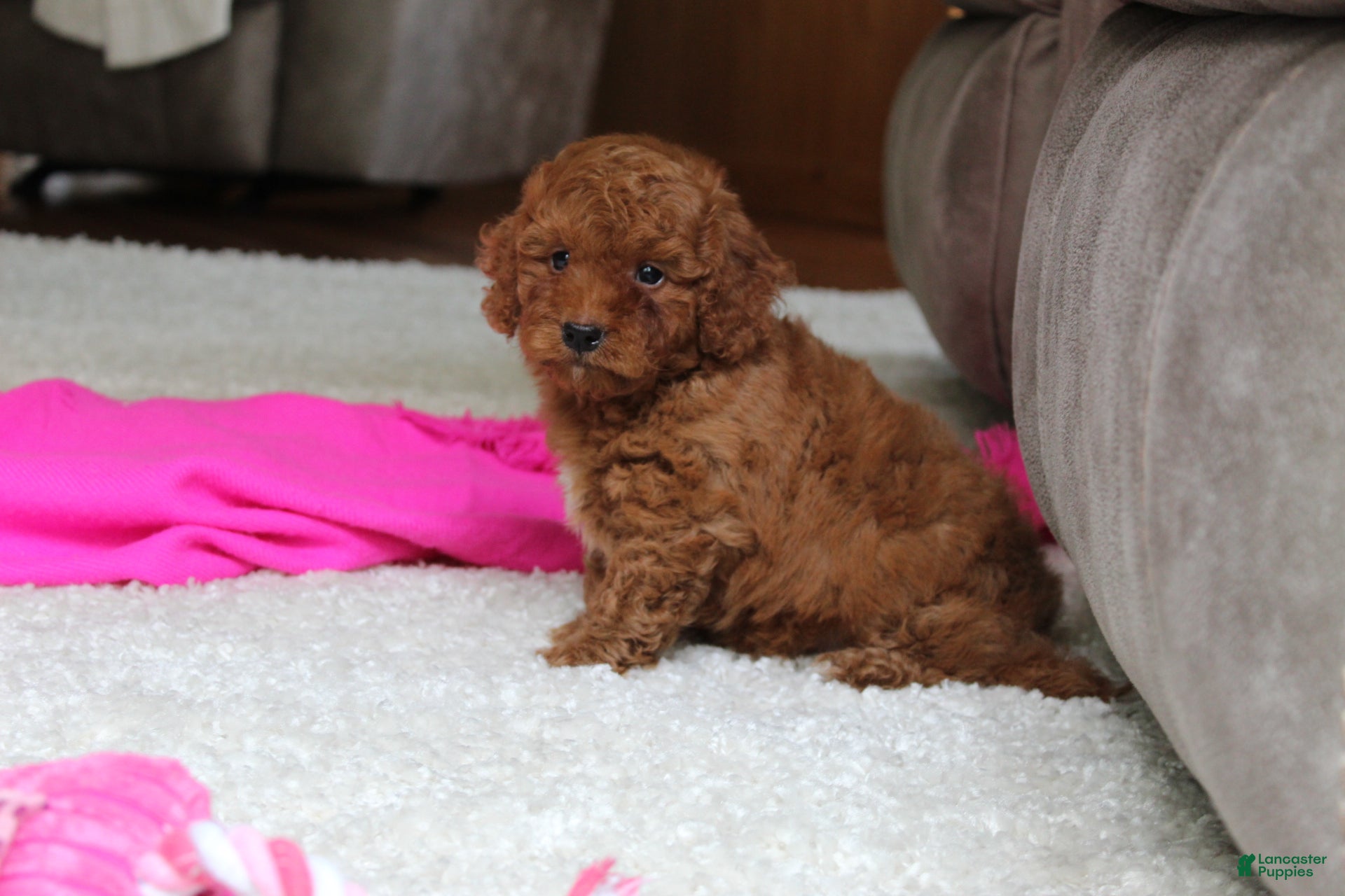 Cavapoochon dogs Monica - Ad 2