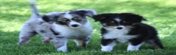 Toy Australian Shepherd dogs for sale: Sarge black tri with tail - Ad 4