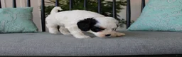 Cavapoo dogs for sale: Tulip - Ad 2