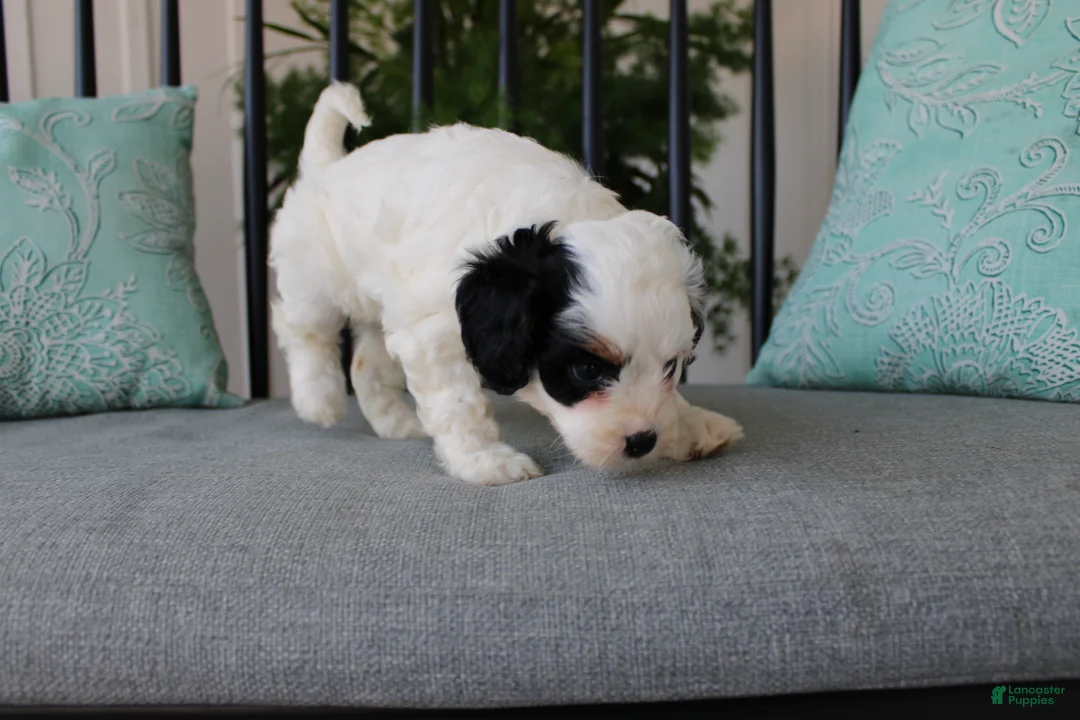 Cavapoo dogs for sale: Tulip - Ad 2