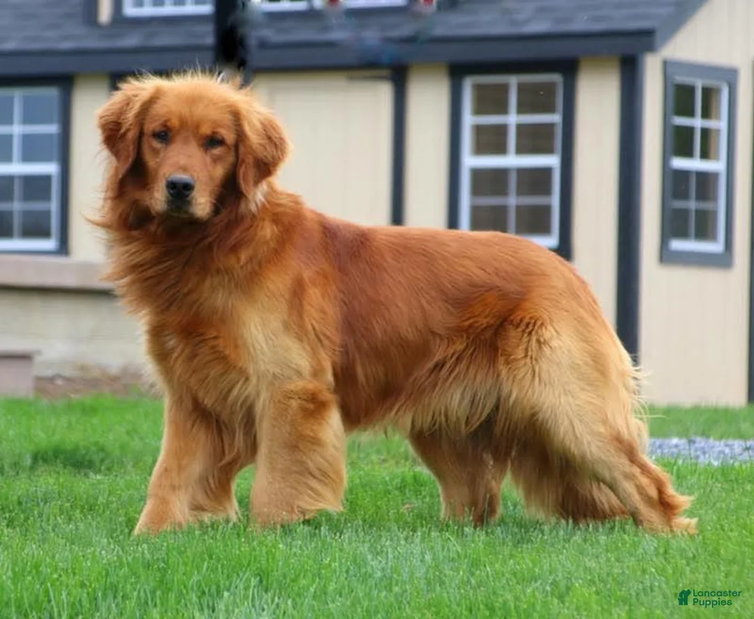 Golden Retriever dogs for sale: The Charlie Brown girls - Ad 9