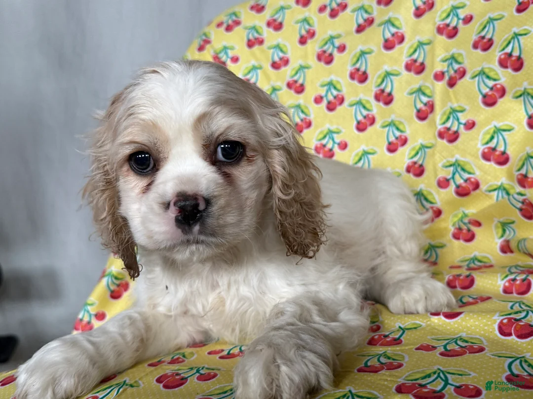 Cocker Spaniel dogs for sale: Frisky - Ad 3